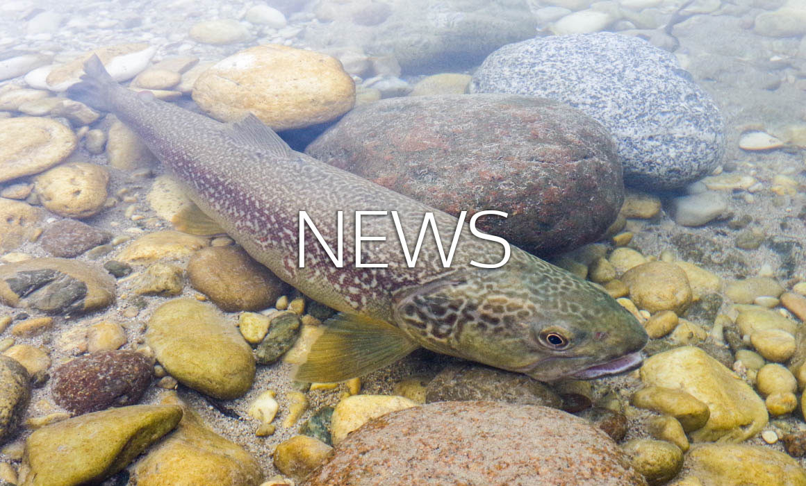 News da REGIONE del VENETO (U.O. CACCIA, PESCA e FEAM)