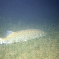 009_luccio