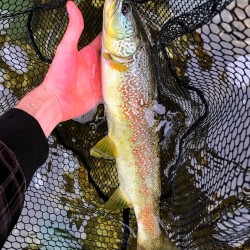 IMG-20190623-WA0019
